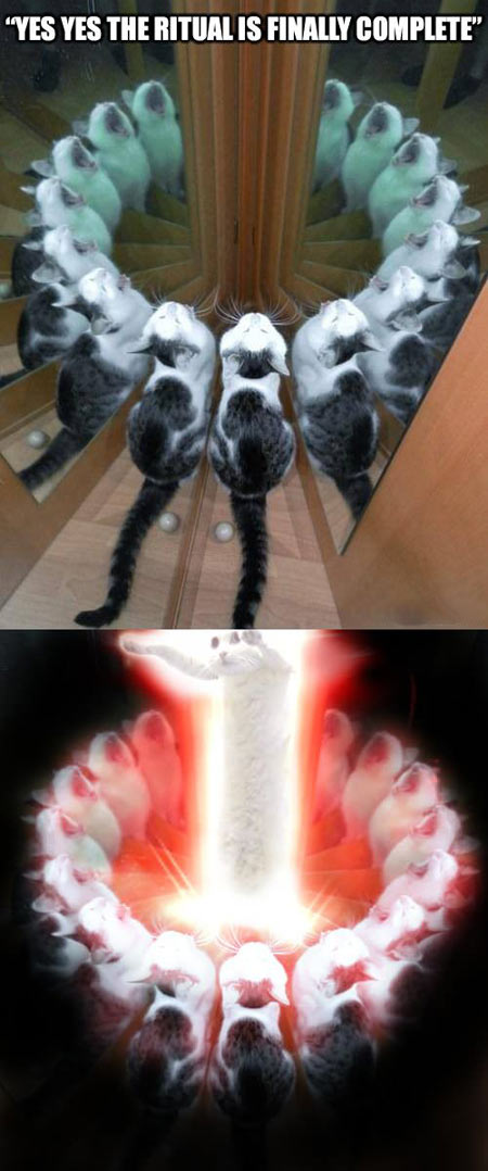 funny-cat-mirror-ritual