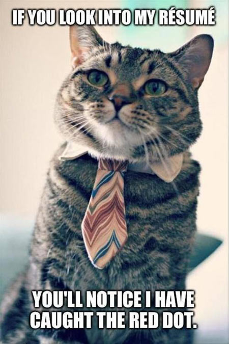 College cat is looking for a job…
