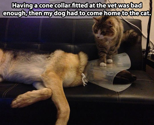 funny cone of shame