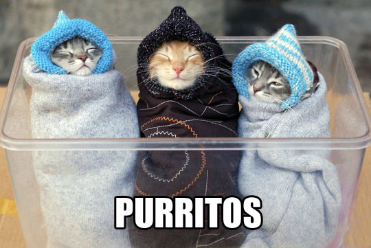 funny-cats-warm-happy-cute