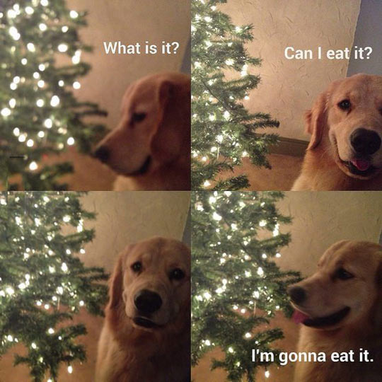 funny-dog-Christmas-tree-eat
