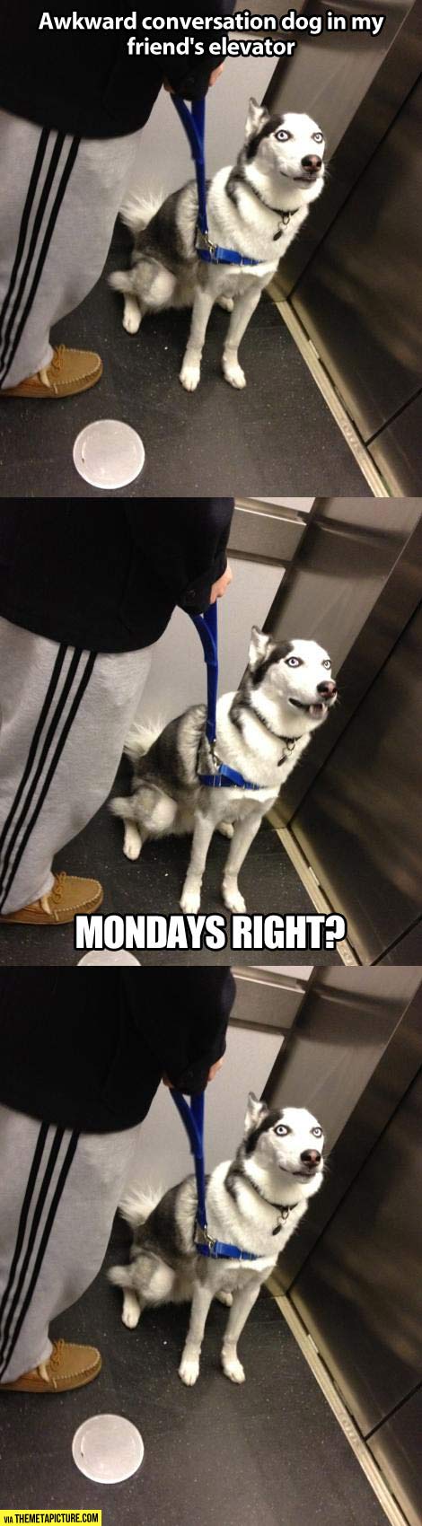 Awkward conversation dog…