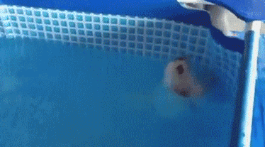 Puppy swims on his back…