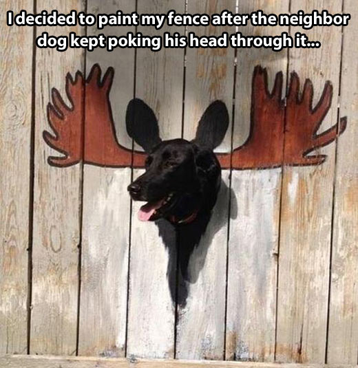 So I decided to paint my fence…
