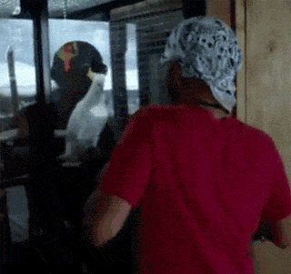 funny-gif-bird-boy-dancing-mirror