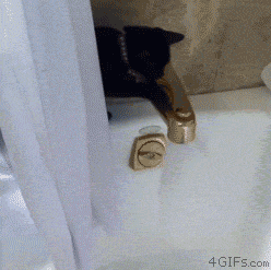 funny-gif-black-cat-play-water