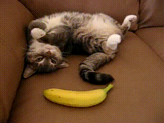 A banana? Who put that thing there?