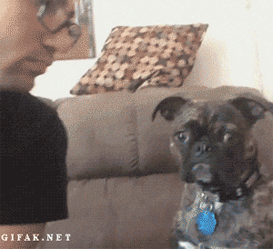 funny-gif-dog-refuse-kiss
