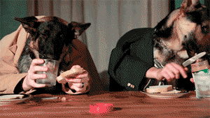 funny-gif-dogs-drunk-eating