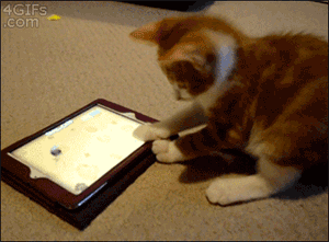 Kitty gets mind blown playing with the iPad...