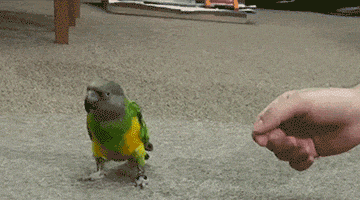 Polly deserves a cracker after this cute trick...