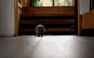 A baby wombat scurrying across the floor…