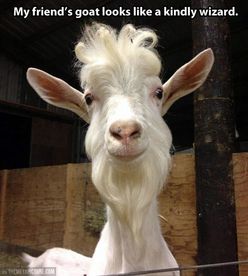 If Gandalf was a goat…