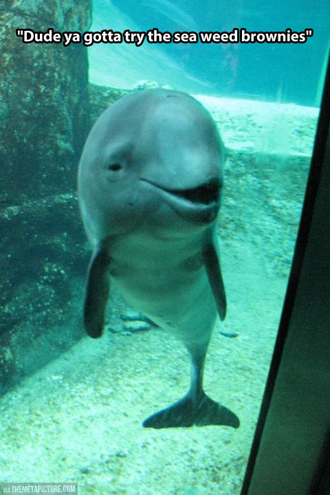 funny-high-dolphin-aquarium