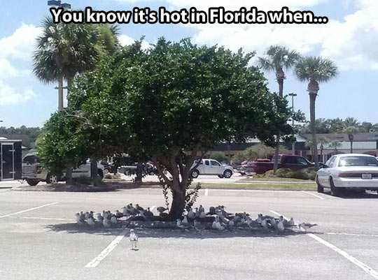 You know it’s hot in Florida…