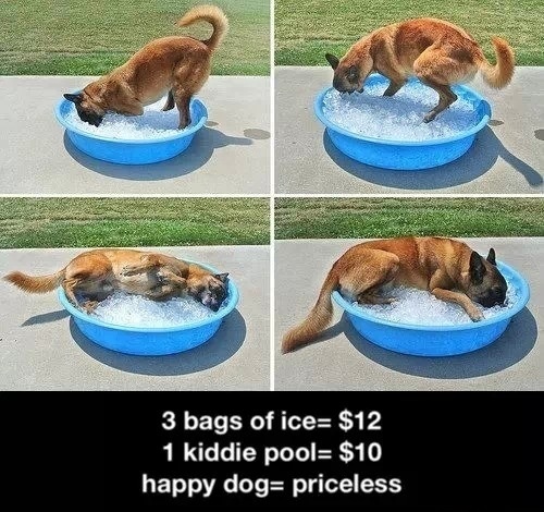 funny-ice-happy-dog