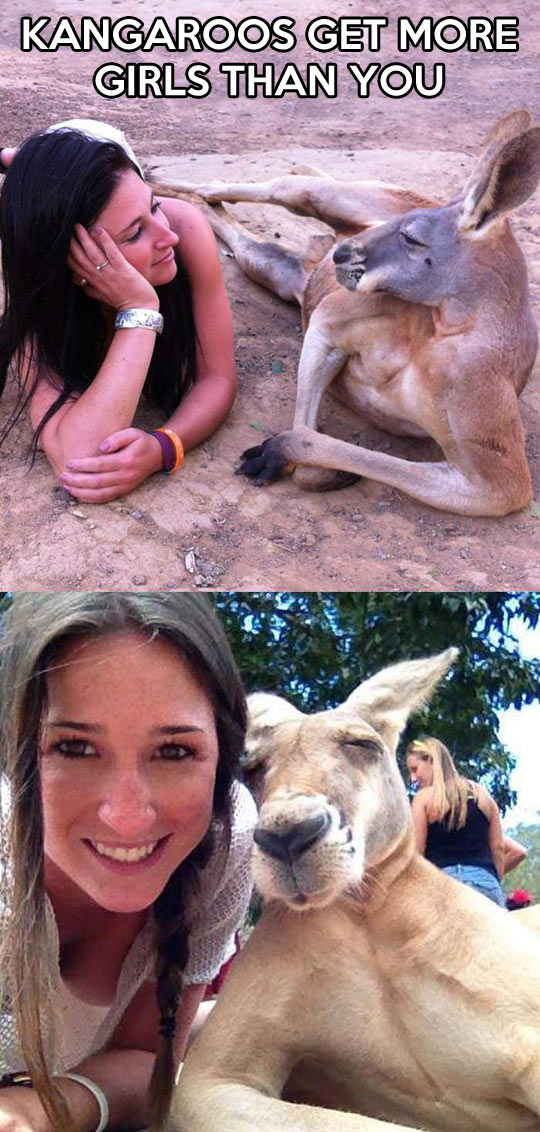 Suave kangaroos…