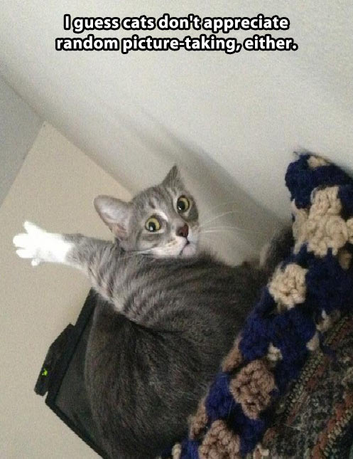 funny-kitten-cat-leg-weird-face