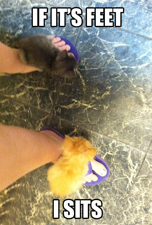 funny-kitty-flip-flops-floor