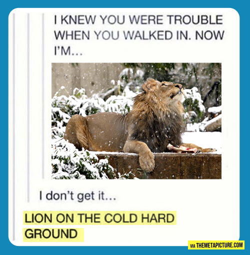 funny-lion-song-snow