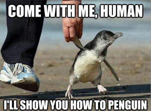 funny-little-penguin-human-hands