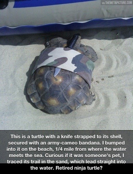 Retired ninja turtle…