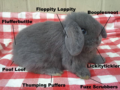The anatomy of a bunny…