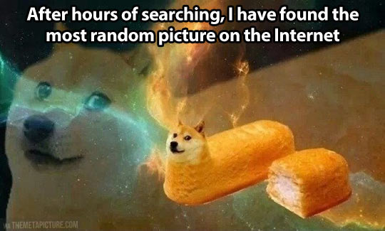 funny-random-Internet-dog-Twinkie1.jpg