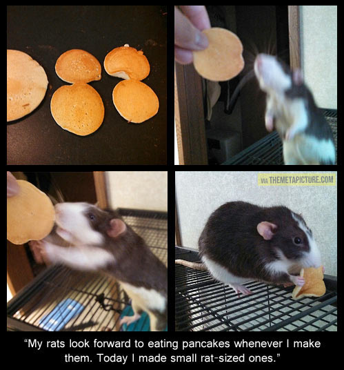 funny-rat-sized-pancakes