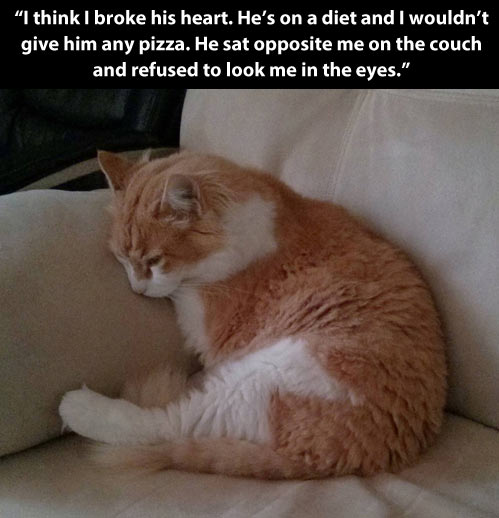 funny-sad-cat-diet