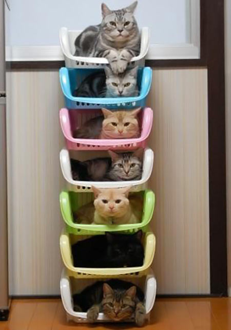 Efficient cat storage…