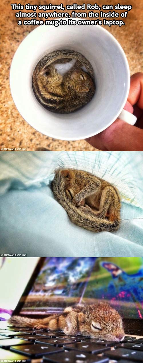 Rob the tiny squirrel…