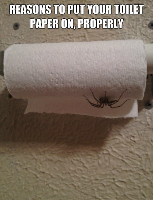 Why you should respect the toilet paper rule…