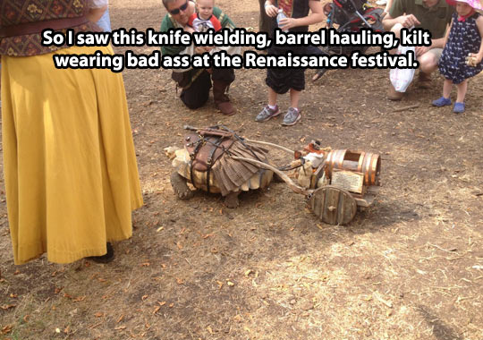 funny-tortoise-medieval-costume