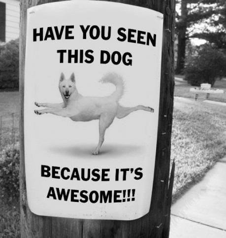 Funny Lost Pet Signs — 14