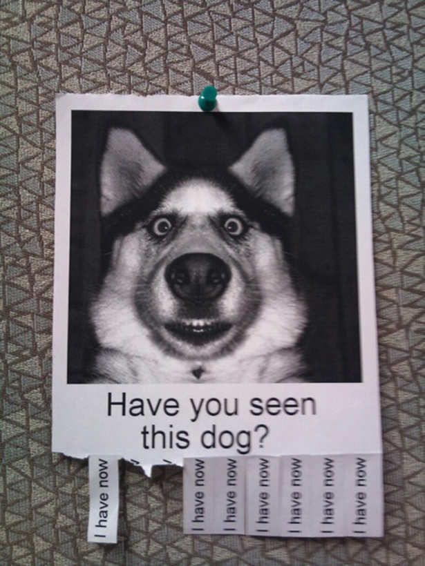 Funny Lost Pet Signs — 15