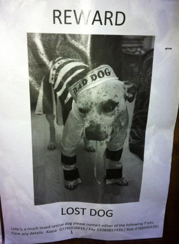 Funny Lost Pet Signs — 3