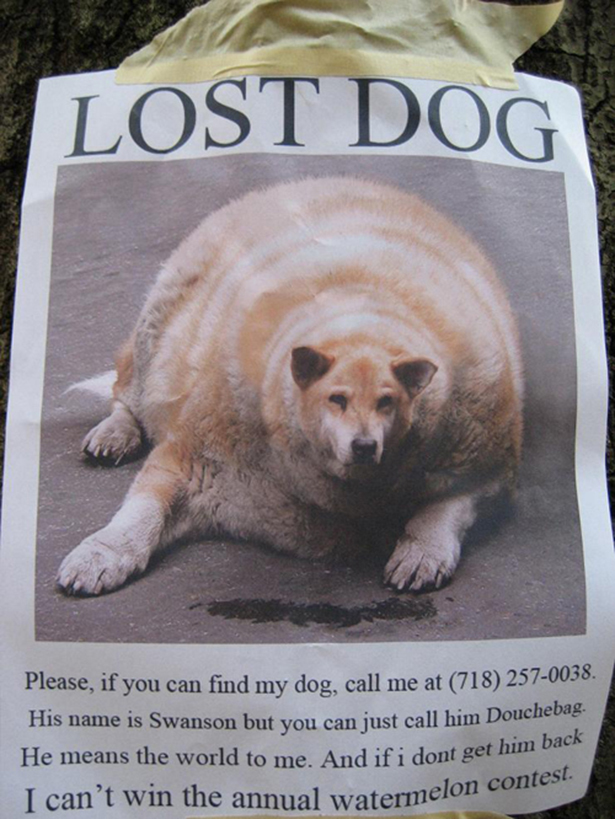 Funny Lost Pet Signs — 5