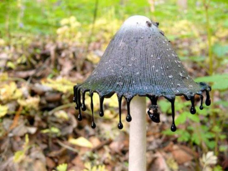 inky cap