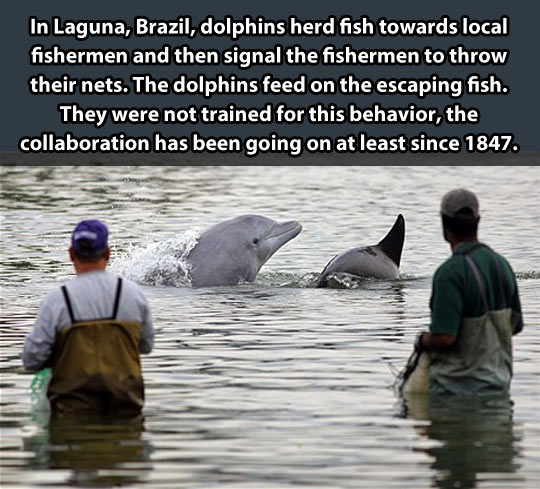 Good guy dolphins…