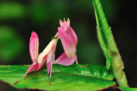 The magnificent Orchid mantis…