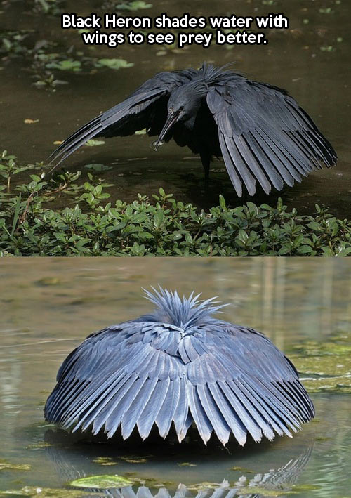 That’s how the Black Heron rolls…