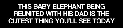 cool-elephant-family-title