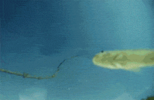 cool-gif-bird-fish-camera
