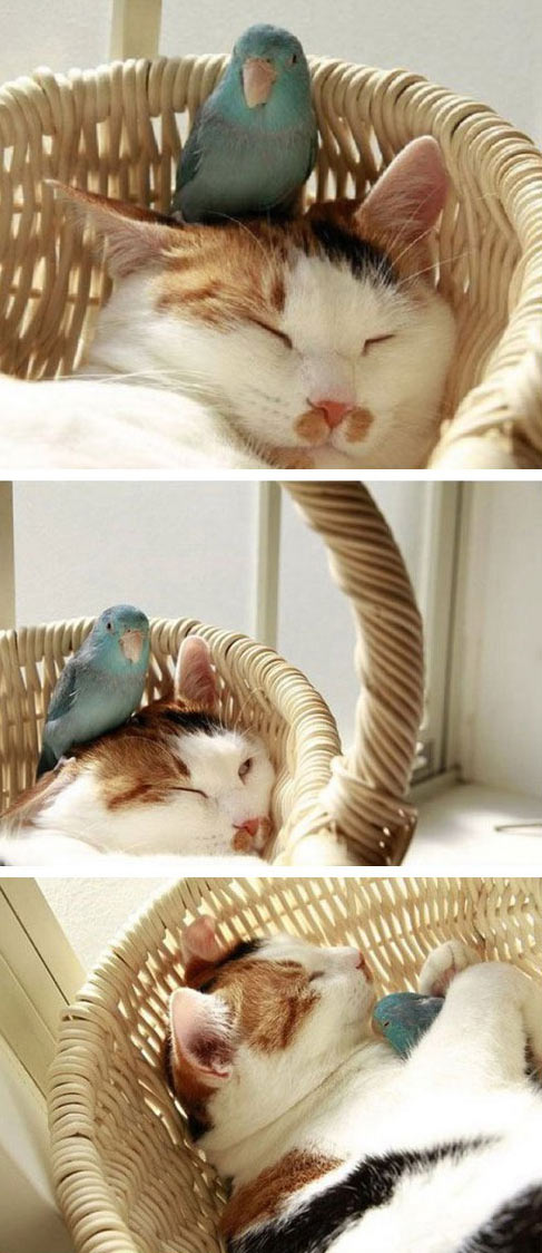 cute-cat-bird-napping-buddies