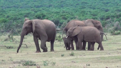 cute-elephant-family-reunited-all-together