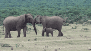 cute-gif-baby-elephant-reunited-father