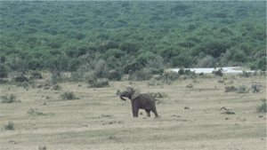 cute-gif-baby-elephant-reunited-waiting
