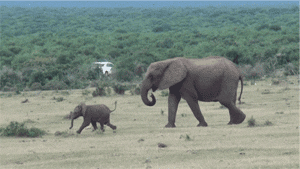 cute-gif-baby-elephant-reunited