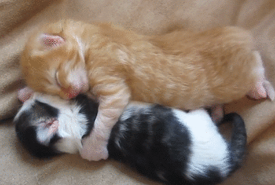 Sleepy Kittens...